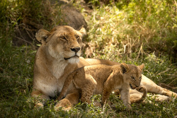 lions relaxing