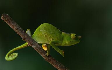 chameleon