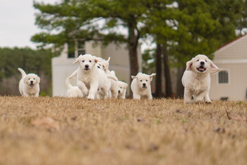 White Golden Retriever Puppies Playing