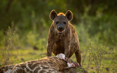 Hyena feasting a dead giraffe in Ngorongoro