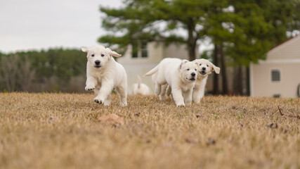 White Golden Retriever Puppies Playing
