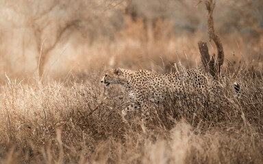 cheetah in serengeti