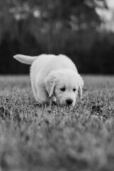 White Golden Retriever Puppies Playing