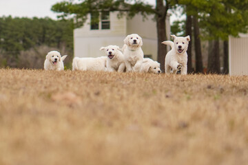 Fototapeta premium White Golden Retriever Puppies Playing