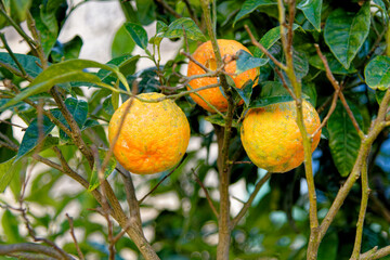 Close-up Of Orange Tree - closeup of the fruit hanging in the branches