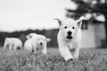 White Golden Retriever Puppies Playing