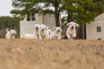 White Golden Retriever Puppies Playing © AJPhotography