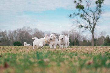 Fototapeta premium White Golden Retriever Puppies Playing