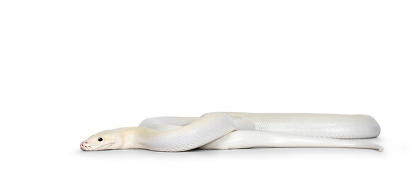 Ivory young adult  Python bivittatus or Burmese snake. Body curled up and head moving side ways. Isolated on a white background.