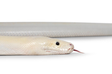 Head shot of ivory young adult  Python bivittatus or Burmese.  Isolated on a white background. Tongue out.
