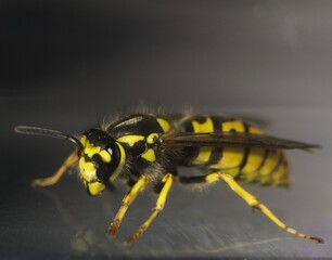macro photography of a bee