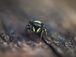 macro photography of a spider on a wooden background