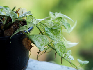 golden pothos or Australian native monstera on a pot .
