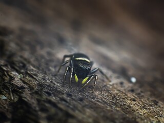 macro photography of a spider on a wooden background
