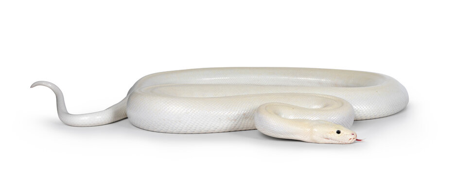 Ivory young adult  Python bivittatus or Burmese snake. Body curled up and head moving side ways. Tongue out. Isolated on a white background.