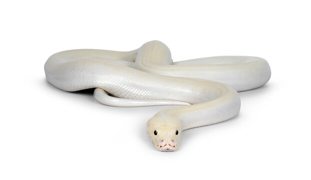 Ivory young adult  Python bivittatus or Burmese snake. Full body curled up, head moving towards camera. Isolated on a white background.