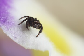 macro photography of a spider on the background of a blue-white flower petal