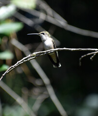 hummingbird 
