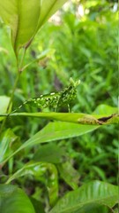 close up of a fern