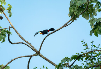 Simplistic photo of a Channel-billed toucan, Ramphastos vitellinus, hopping on branches in a tree in the rainforest isolated against the blue sky.