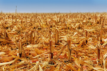 autumn field after harvesting corn. remnants of corn stalks and ears.
