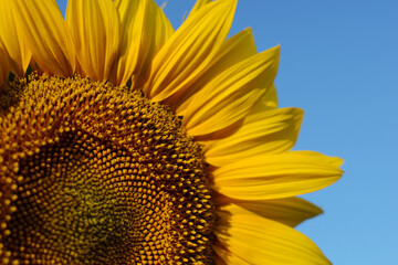 Yellow sunflower against the sky