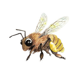 watercolor drawing isolate bee flies with pollen illustration