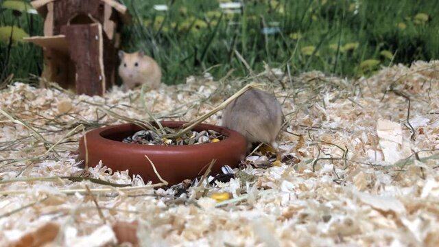 Minihamster, kleine Hamster im Terrarium.