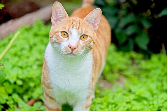 A red cat is standing in the green grass. Curious look. Summer or spring season. Selective focus on the eyes. High quality photo