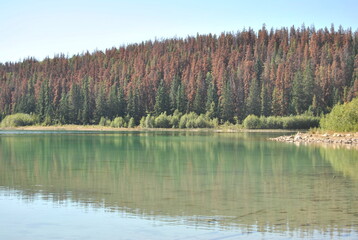 lake in the forest