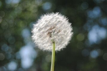 Single Dandelion head