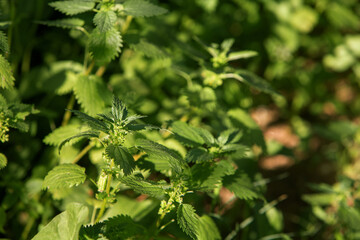 Sunny photo of nettles. Selective focus