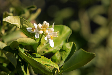 sunny photo of orange blossoms on a tree. The theme of spring and agriculture