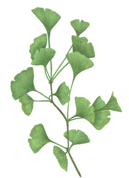 Gingo biloba branch on a white background. Watercolor drawing. Illustration, decor, design, postcard, invitation.