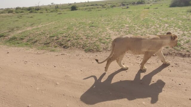 Lion in the wild