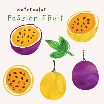 Passion fruit watercolor illustration set. Painterly watercolor texture and ink drawing elements. Hand drawn and hand painted