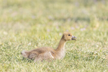 Ein junges Graugans Küken sitzt alleine in der Wiese.