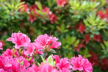 Plexiglas foto achterwand Close up van roze azalea bloemen met kopie ruimte © wooooooojpn