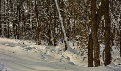 Snow alley in winter forest .Winter landscape at sunset