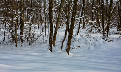 Snow alley in winter forest .Winter landscape at sunset