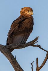 Juvenile Bateleur Eagle in the Kgalagadi