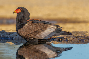Bateleur Eagle in the Kgalagadi