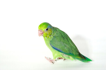 Fototapeta premium Forpus baby bird parrot (green color) 38 day old standing on white background, it is the smallest parrot in the world.