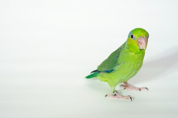 Forpus baby bird parrot (green color) 38 day old standing on white background, it is the smallest parrot in the world.