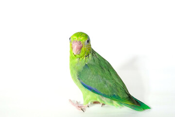 Forpus baby bird parrot (green color) 38 day old standing on white background, it is the smallest parrot in the world.