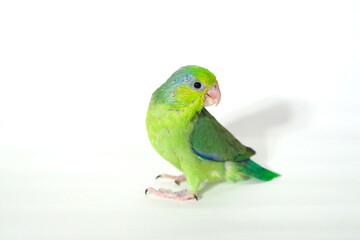 Forpus baby bird parrot (green color) 38 day old standing on white background, it is the smallest parrot in the world.