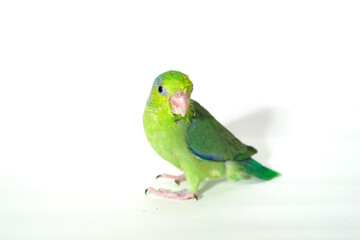 Forpus baby bird parrot (green color) 38 day old standing on white background, it is the smallest parrot in the world.