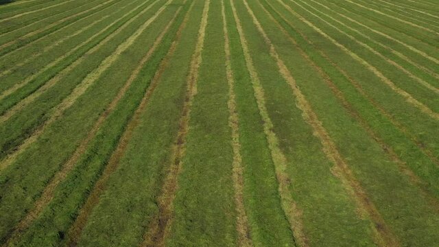 Gras auf einem Feld gem&auml;ht, Vorbereitung f&uuml;r eine Grasernte