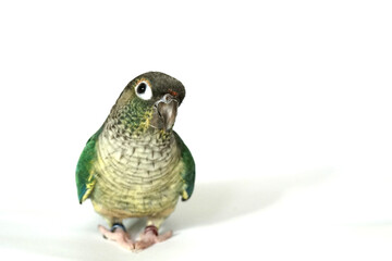 Green cheek conure blue (turquoise) yellow-sided color isolated on white background, the small...