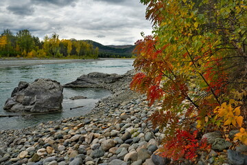 Russia. The South of Western Siberia, the Altai Mountains. Autumn colors on the rocky bank of the Katun River near the village of Manzherok.